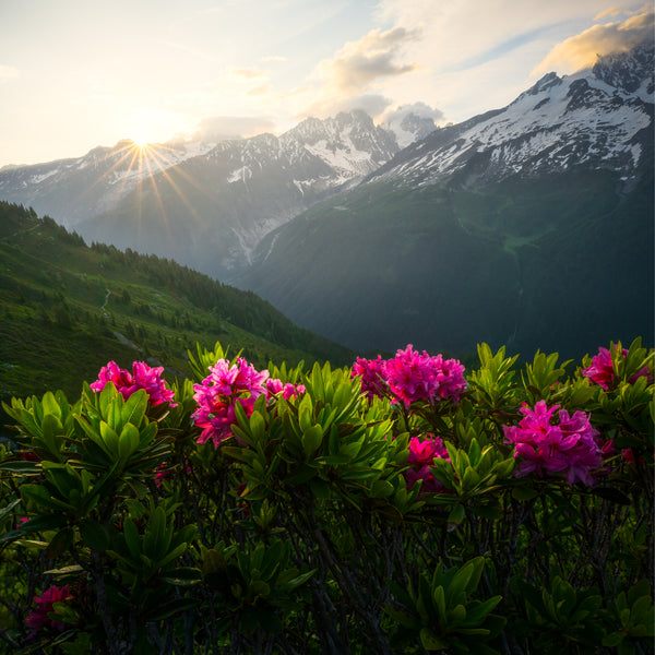 Dreamy Morning