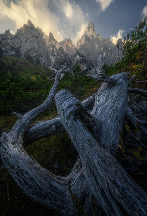 Standing Guard – fine art twisted tree mountain landscape print by Jamil Slim Photography, Dolomites