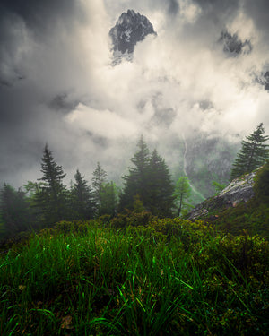 Misty forest with trees and rocks partially hidden by clouds