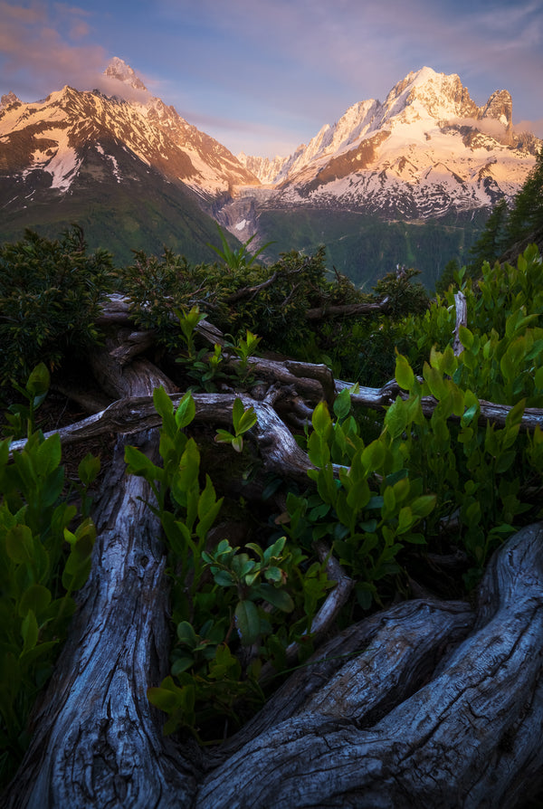 Glacier Argentière